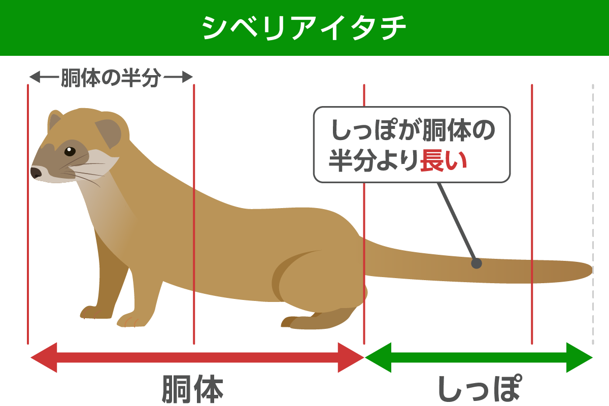 シベリアイタチの体長